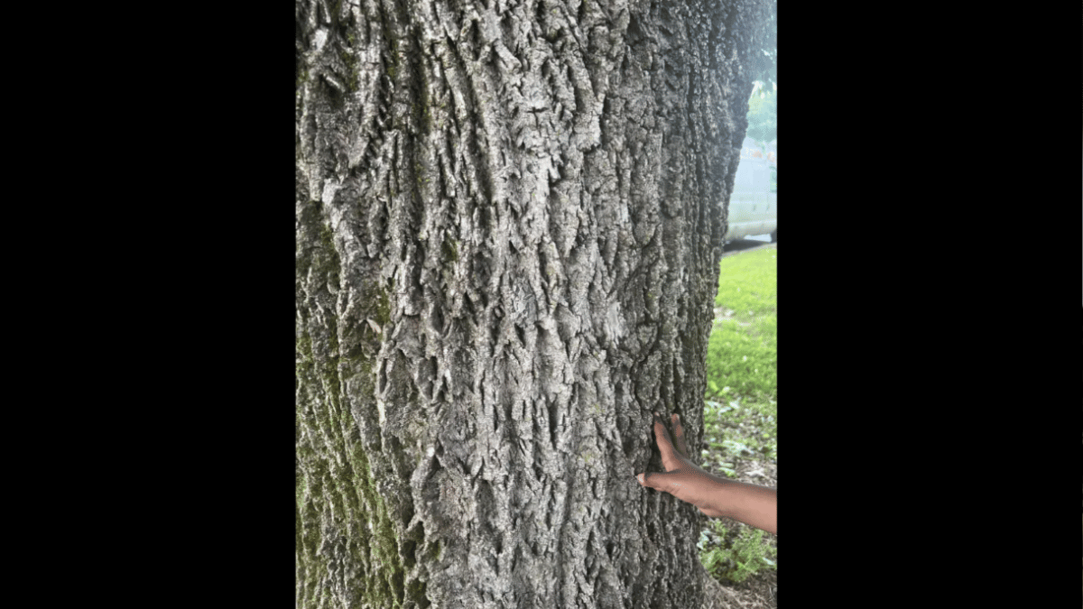 test-your-vision-by-spotting-animal-in-the-tree-in-under-12-seconds